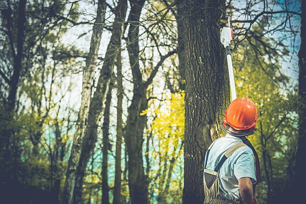 Best Storm Damage Tree Cleanup  in Waimalu, HI